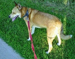 Wiley on a walk